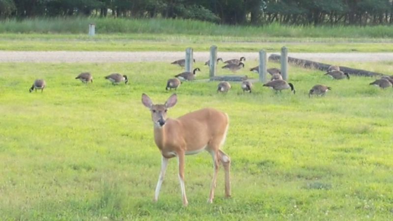 Birdwatching and Wildlife in the Maritime Forest