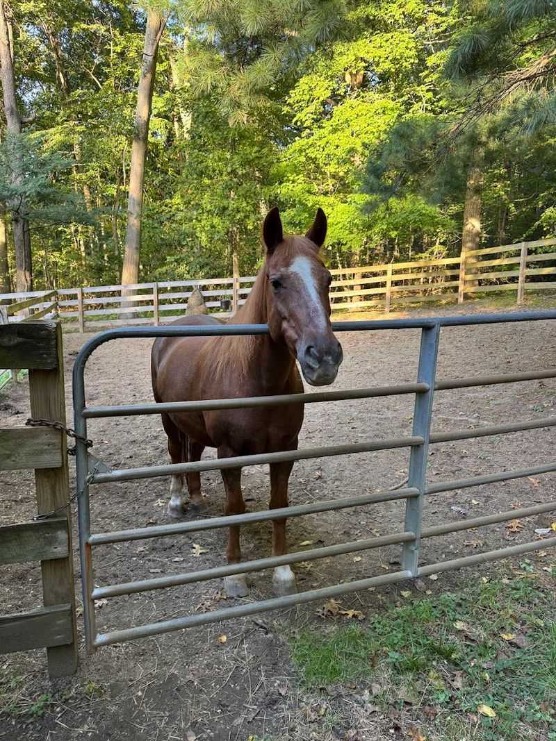 Horseback Riding Trails and Equestrian Access