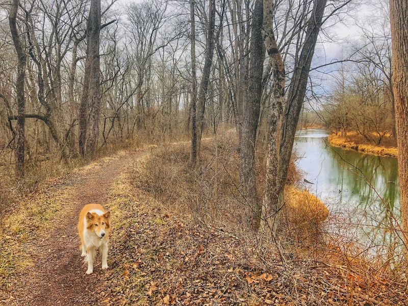 Dog-Friendly From Start to Finish