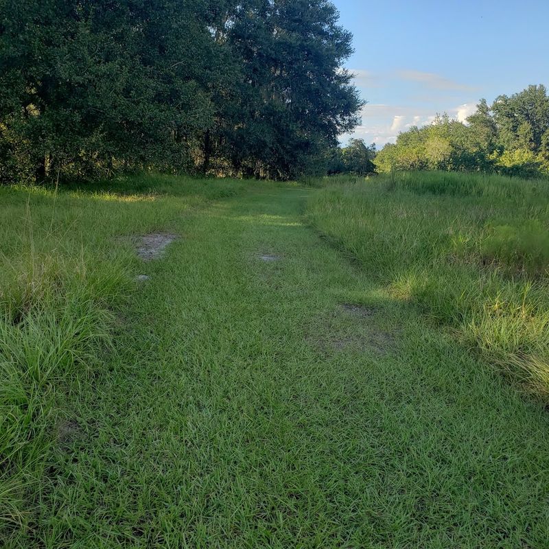 Mountain Biking Trails: Dirt, Roots, and Genuine Fun