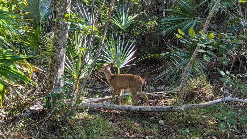 The Key Deer: Florida's Smallest and Most Endearing Resident