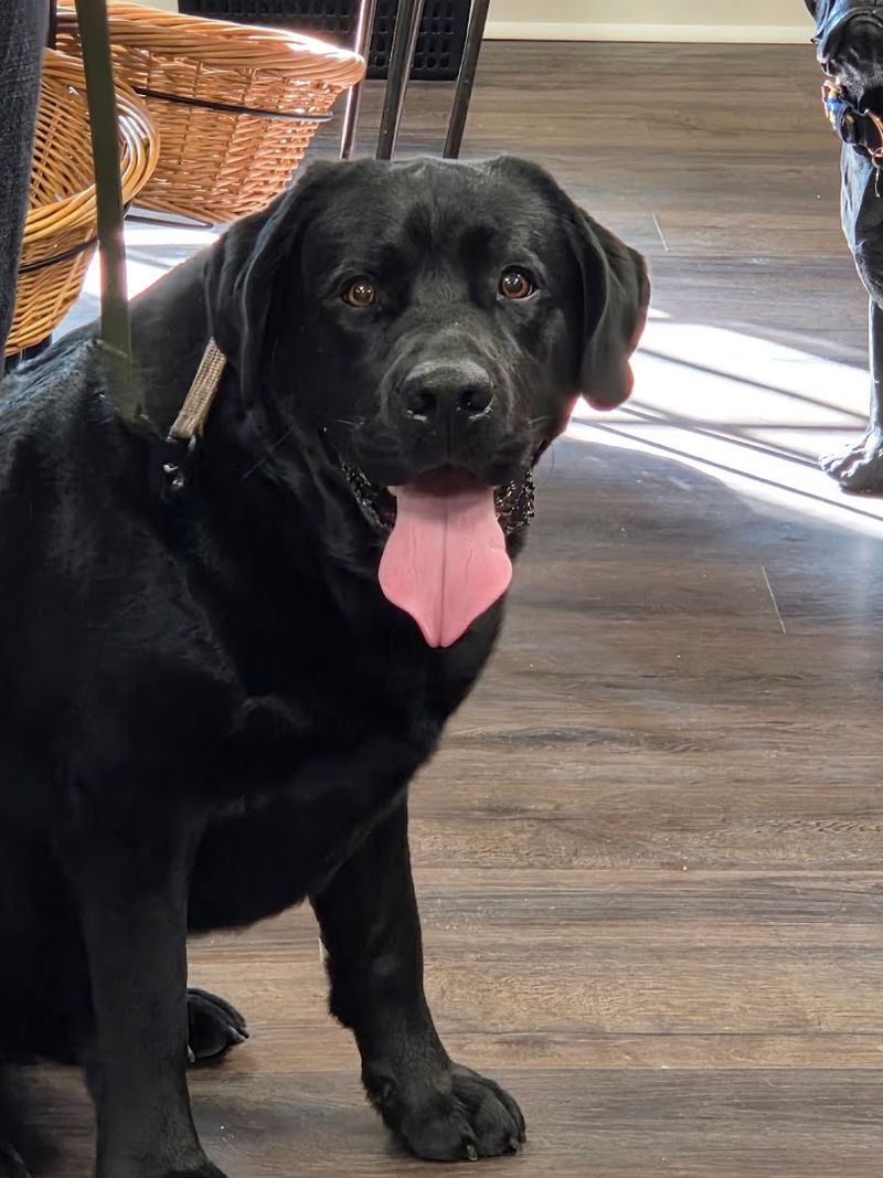 Private Shopping Hours for Reactive Dogs