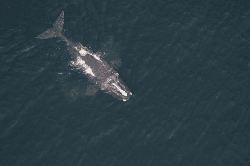North Atlantic Right Whale (Eubalaena glacialis)