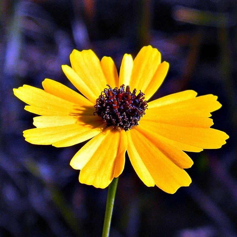 Coreopsis (Florida State Wildflower)