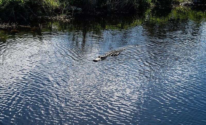 Big Cypress National Preserve
