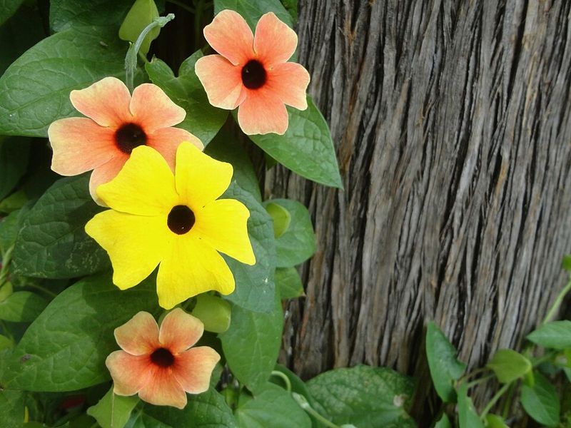 Black-eyed susan vine 