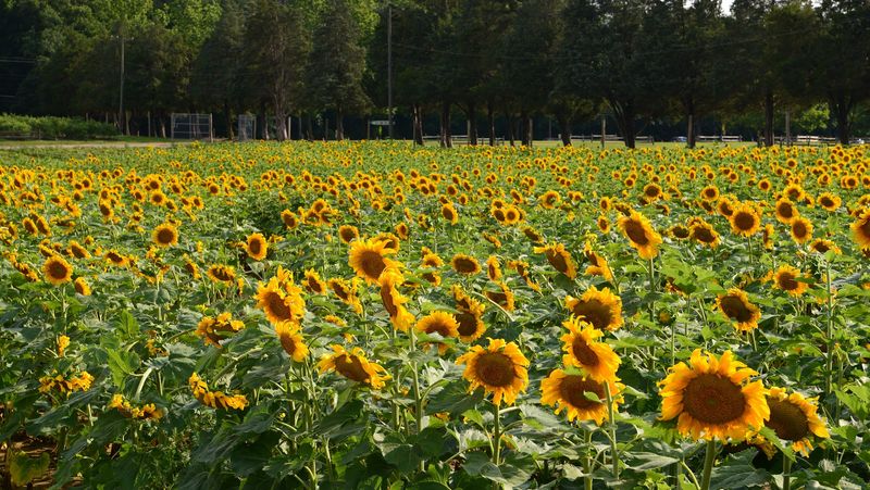 The Sunflower Field That Stops People in Their Tracks