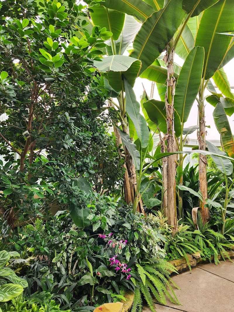 Rare Conifers That Most People Walk Right Past