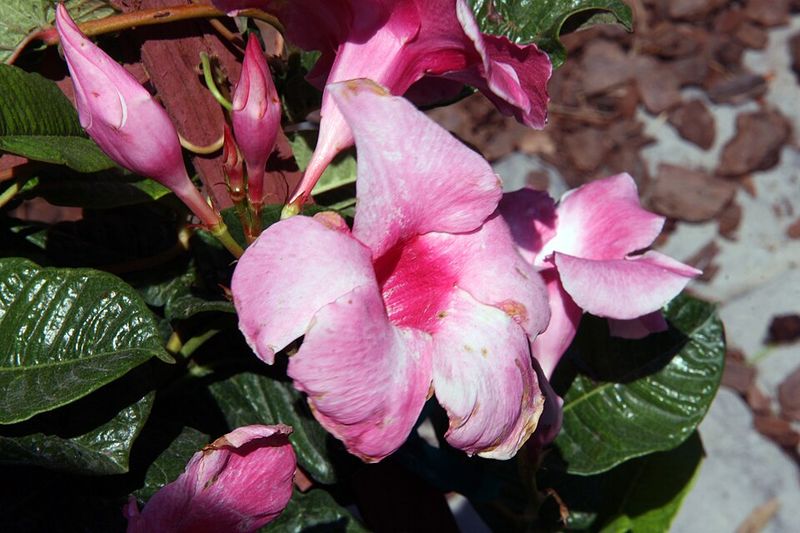 Mandevilla