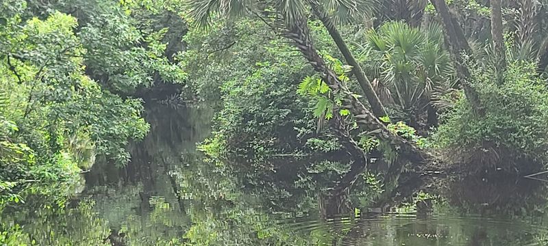 Black Water Creek and the Water's Edge