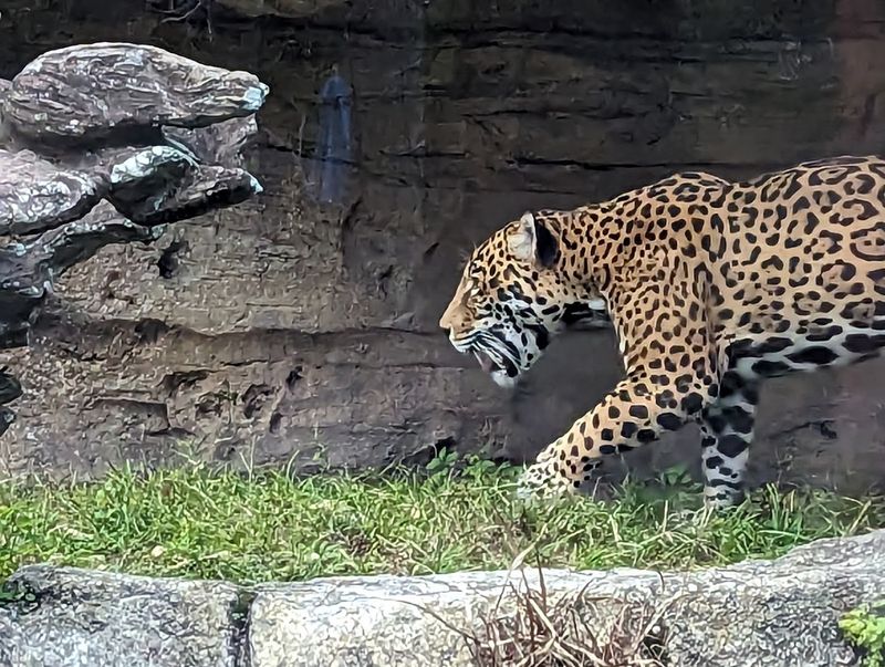 Jacksonville Zoo & Botanical Gardens - Jacksonville