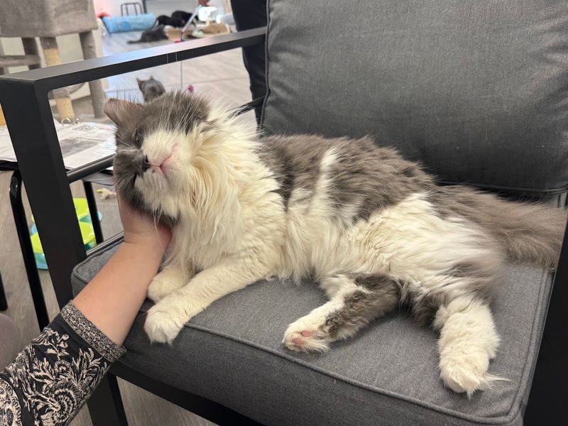 Understanding the Adoption Process