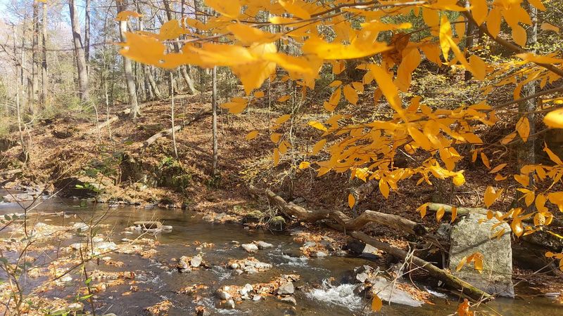 Fall Foliage: The Park's Most Spectacular Season