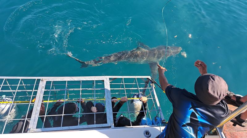 Shark Cage Diving, South Africa