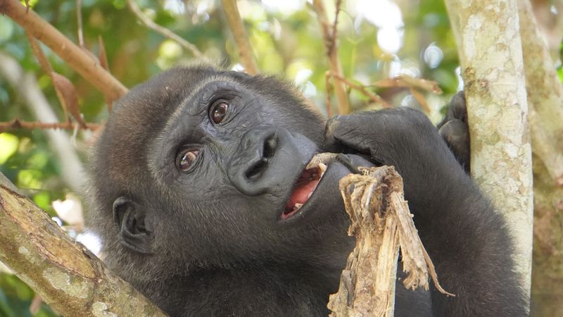 Odzala-Kokoua National Park (Republic of Congo)