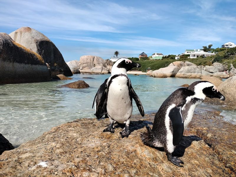 Boulders Beach, South Africa