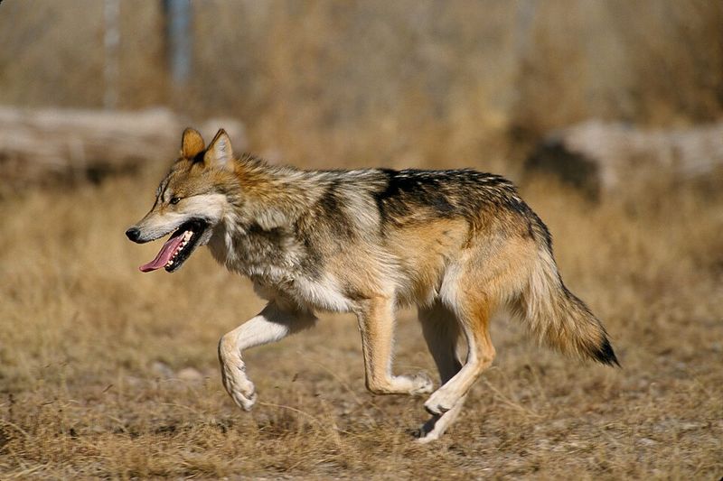 Mexican Gray Wolf (Canis lupus baileyi)