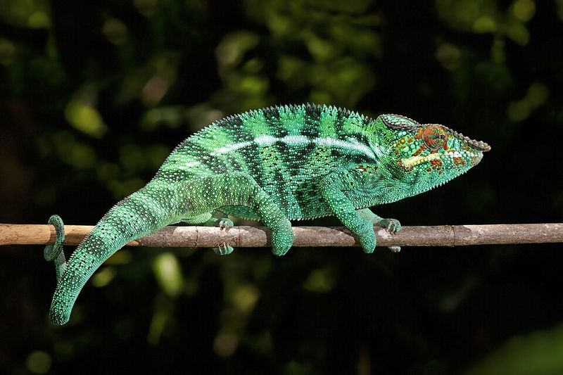 Chameleons Do Not Change Color Only to Match Their Surroundings