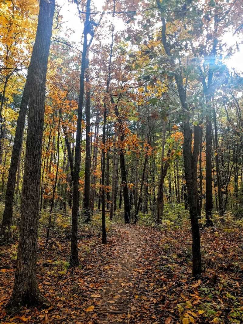 The Black Spruce Kettle Bog That Feels Like Another World