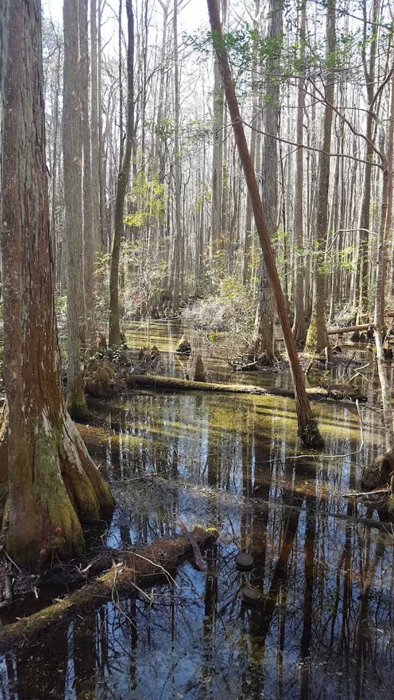 The Florida Trail: A Hike That Gets Your Feet Wet
