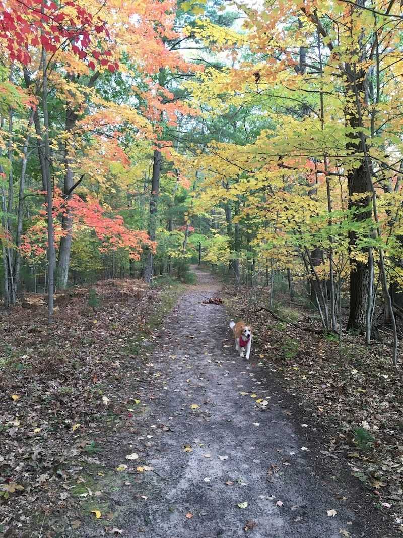 Trail Walking Through Dune Forests That Feel Like a Different World