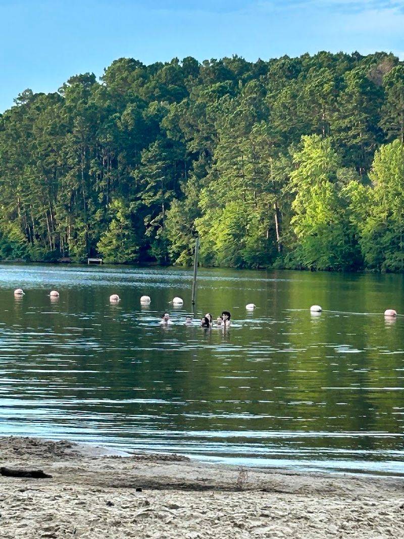 The Beach Area and Swimming Spot