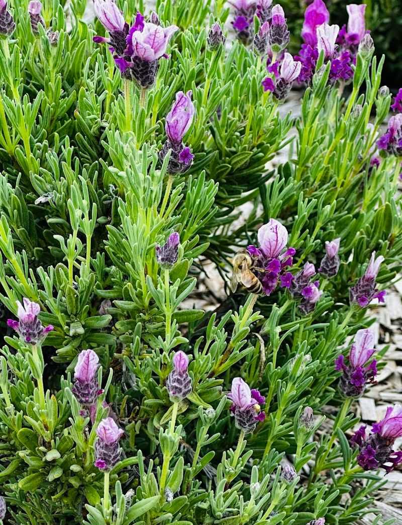 Lavender Brittle and Culinary Surprises