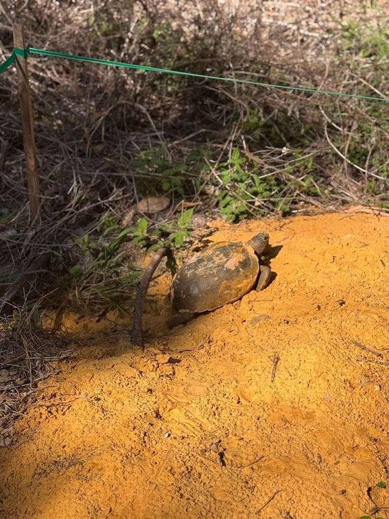 Wildlife Encounters Around Every Corner