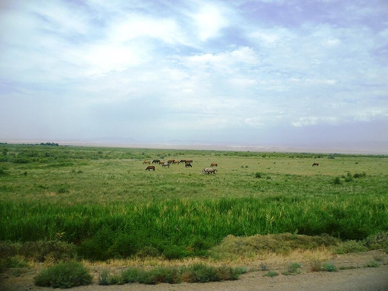 Kazakh Steppe (Kazakhstan)