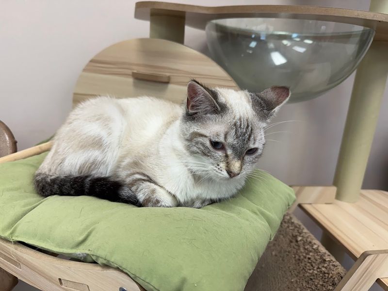 PURRsonal Space - Palmyra, New Jersey