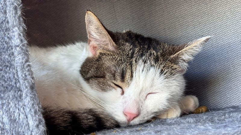 Catmosphere Cafe & Lounge - Collingswood, New Jersey