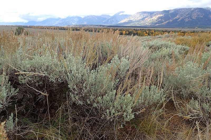 Sage (Artemisia tridentata)