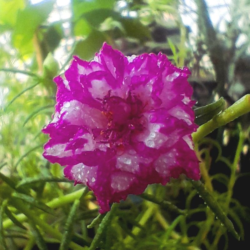 Portulaca (Moss Rose) – Drought-tolerant and ideal for hot, sandy soils