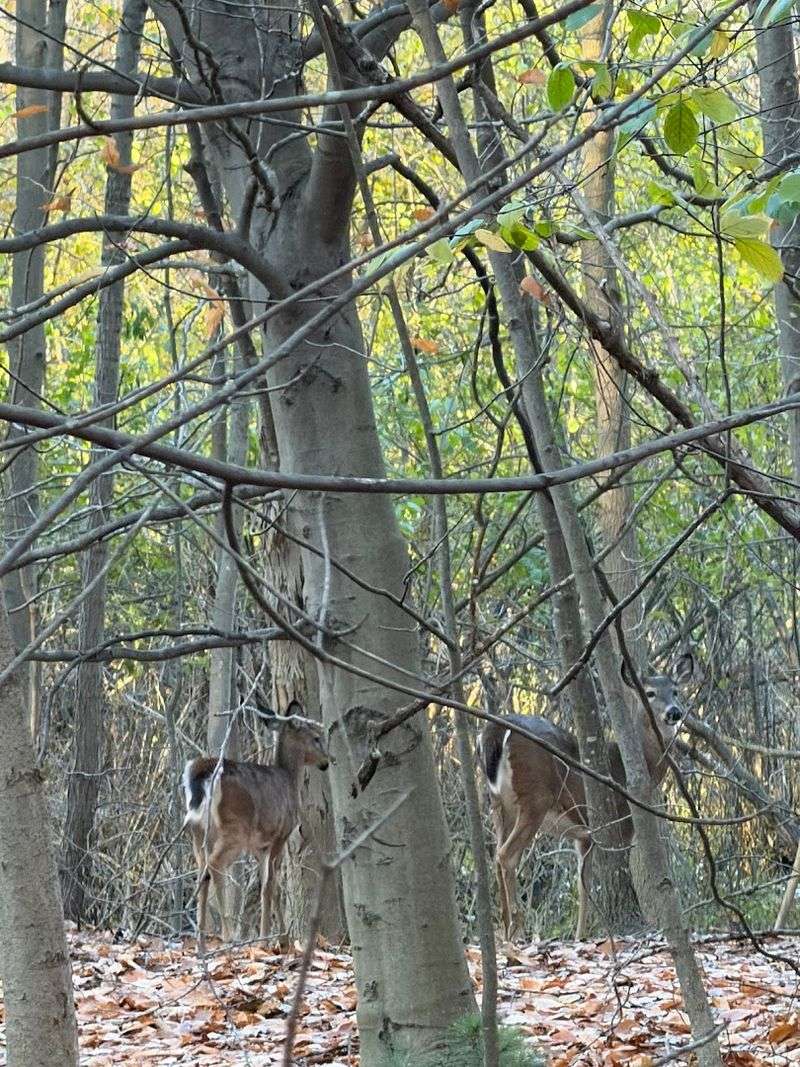 Wildlife Encounters That Make the Loop Feel Wild
