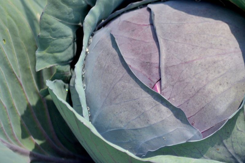 The CSA Share Program: A Weekly Box That Feels Like a Gift