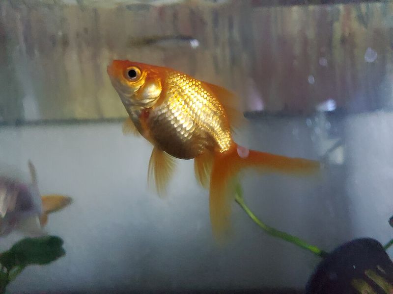 Goldfish Do Not Have Three-Second Memories