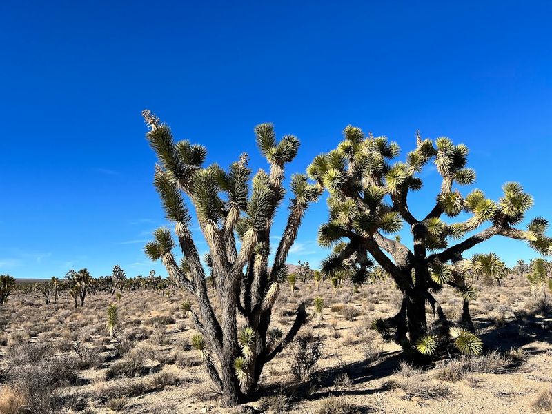 Mojave National Preserve, California