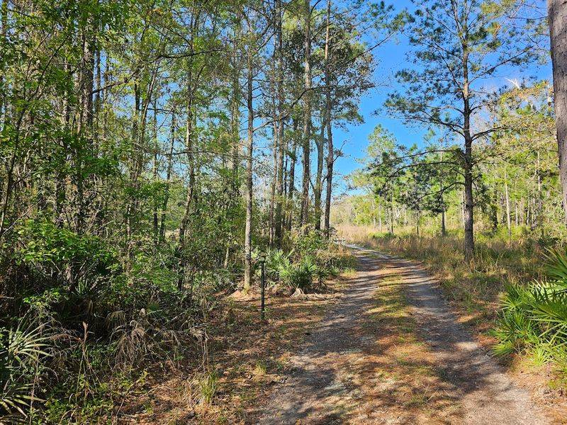 Wildlife, Woodpeckers, and Armadillos