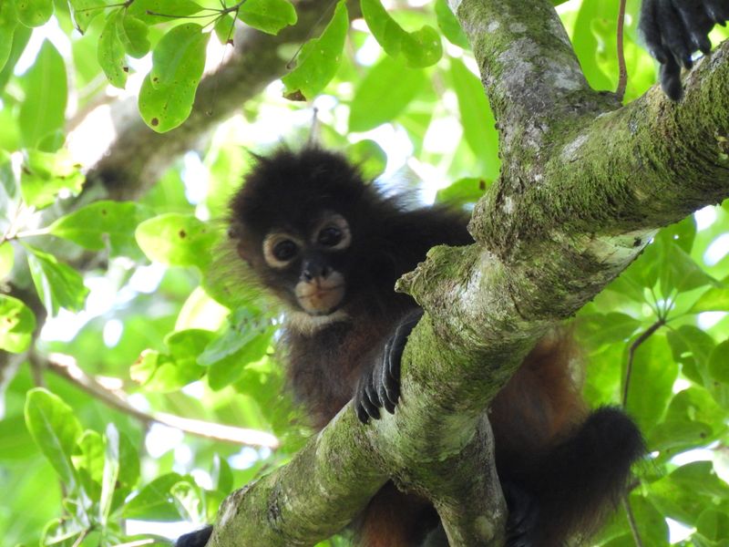 Corcovado National Park, Costa Rica