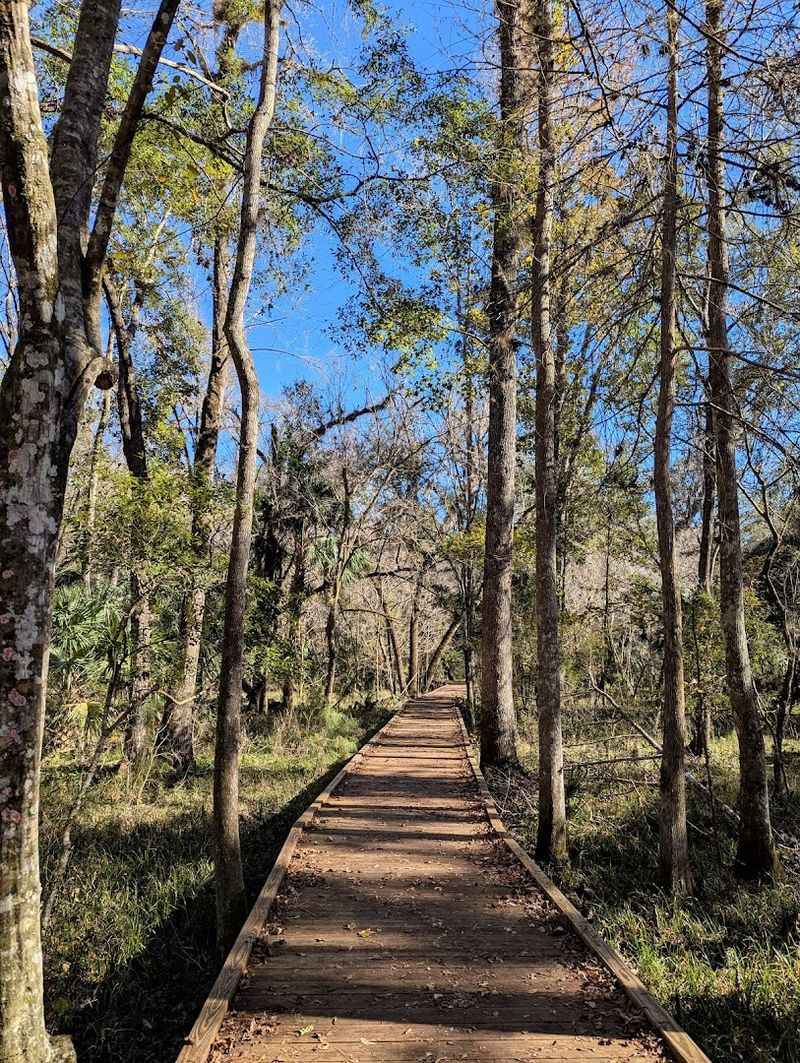 Goethe State Forest – Tidewater Trail Area