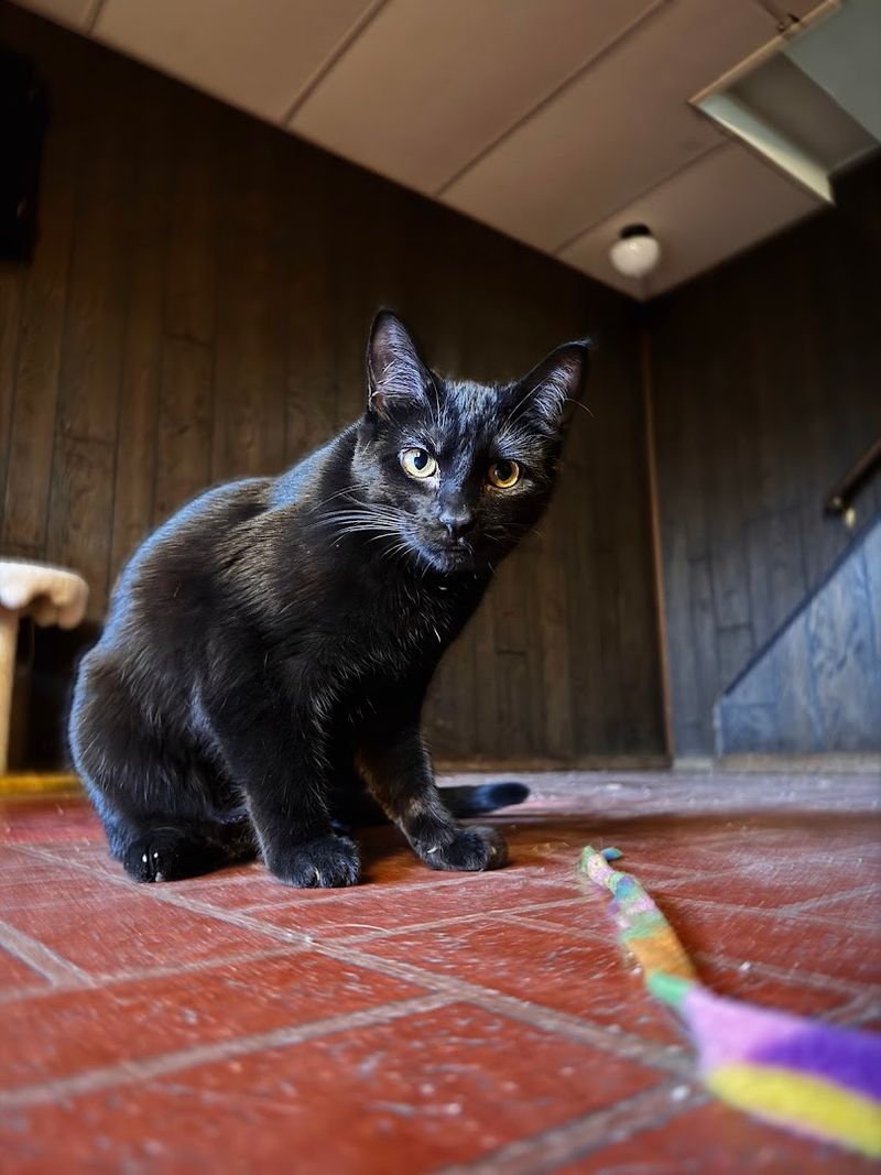 How Adoption Stays Simple and Serious