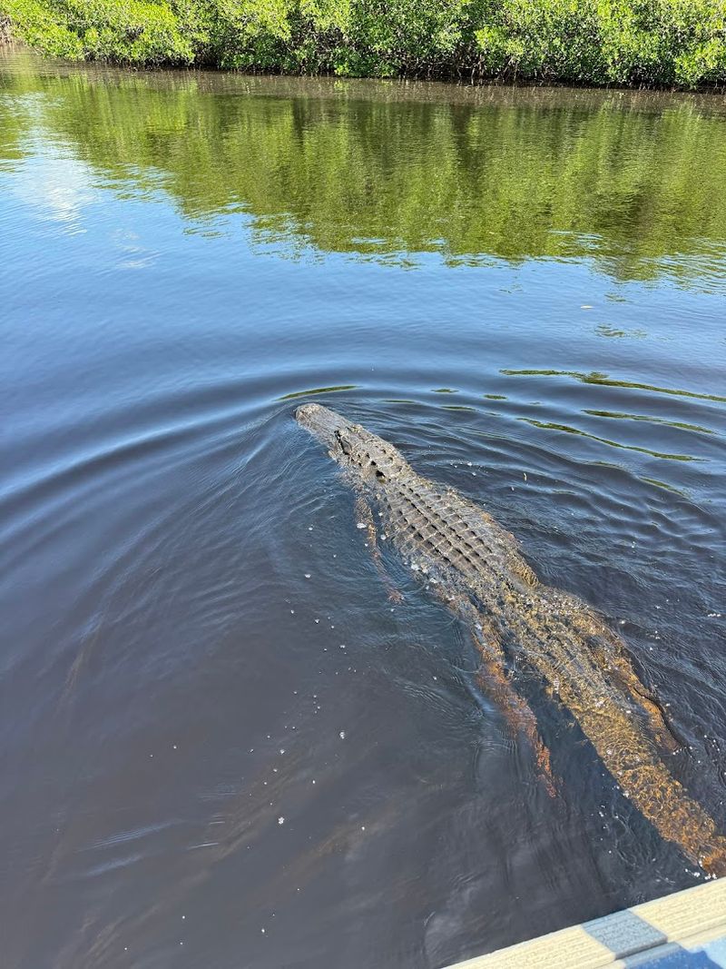Everglades National Park Airboat Tours - Everglades City