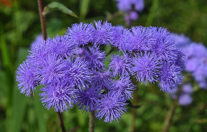 Ageratum – Compact, fluffy blooms that do well in warm climates