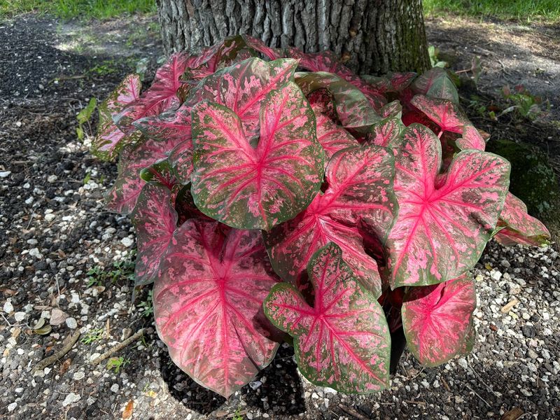 Caladiums: The Plant That Put This Town on the Map