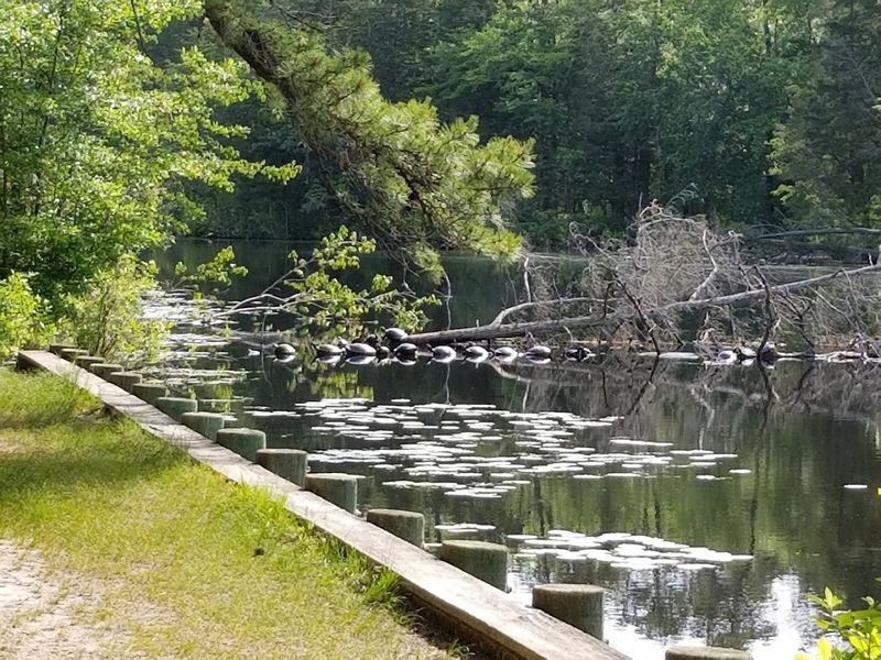 The Pine Barrens Setting and Natural Landscape