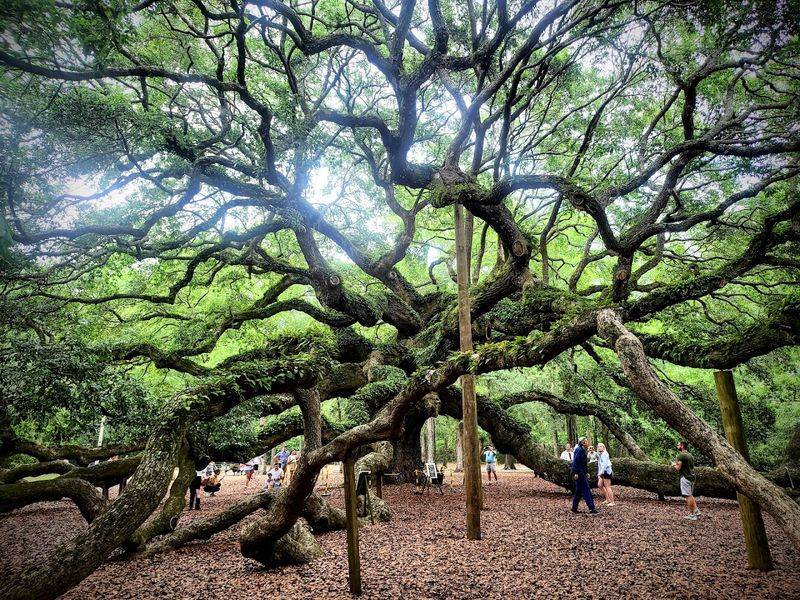 Angel Oak Tree — Johns Island