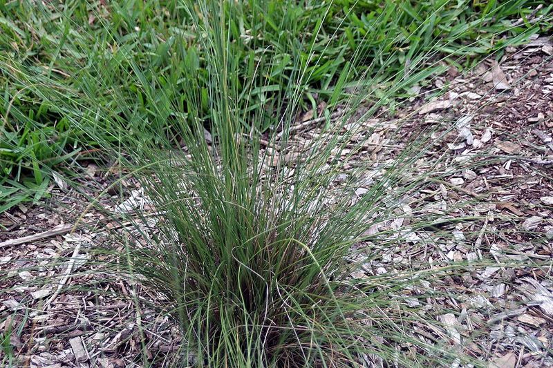 Muhly Grass (Muhlenbergia capillaris)
