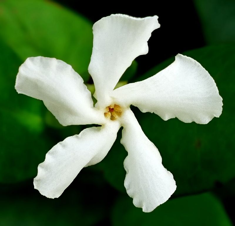 Confederate jasmine