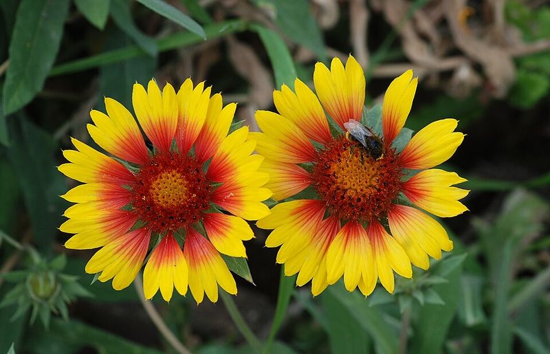 Gaillardia (Blanket Flower) – Thrives in heat and poor soil conditions