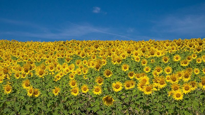 Sunflowers – Perfect for direct sowing; love full sun and warm soil
